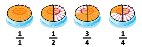 Cake visually divided